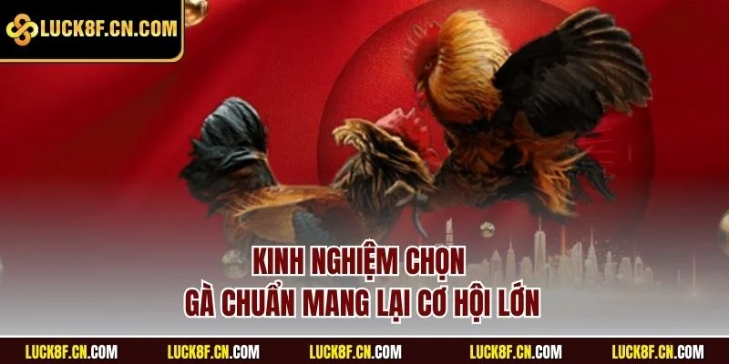 Kinh nghiệm chọn gà chuẩn mang lại cơ hội lớn